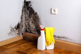 Best Real Estate Mold Inspection  in Clermont, FL